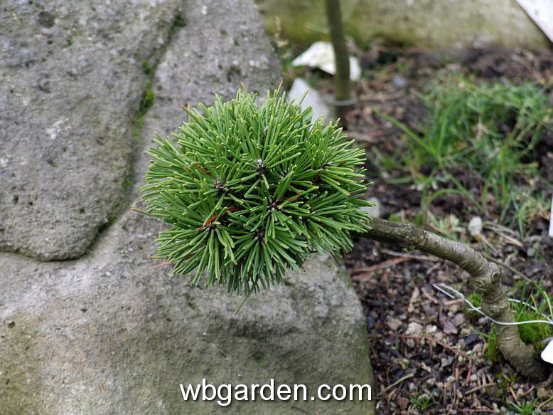wbgarden dwarf conifers 4.JPG